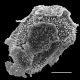 image of Oleandra undulata
