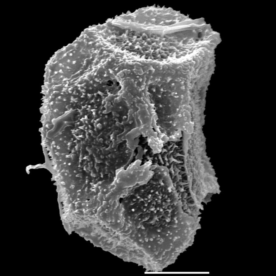Oleandraceae Oleandra undulata