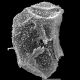 image of Oleandra undulata
