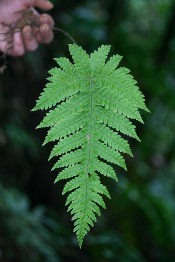 Tectariaceae Hypoderris brauniana