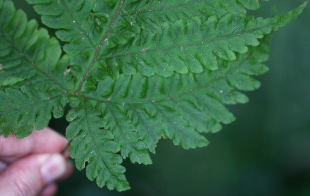 Tectariaceae Hypoderris brauniana