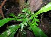 image of Lomariopsis farrarii
