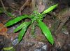 image of Lomariopsis farrarii