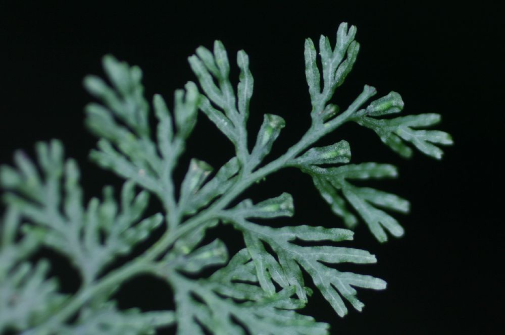 Hymenophyllaceae Polyphlebium diaphanum