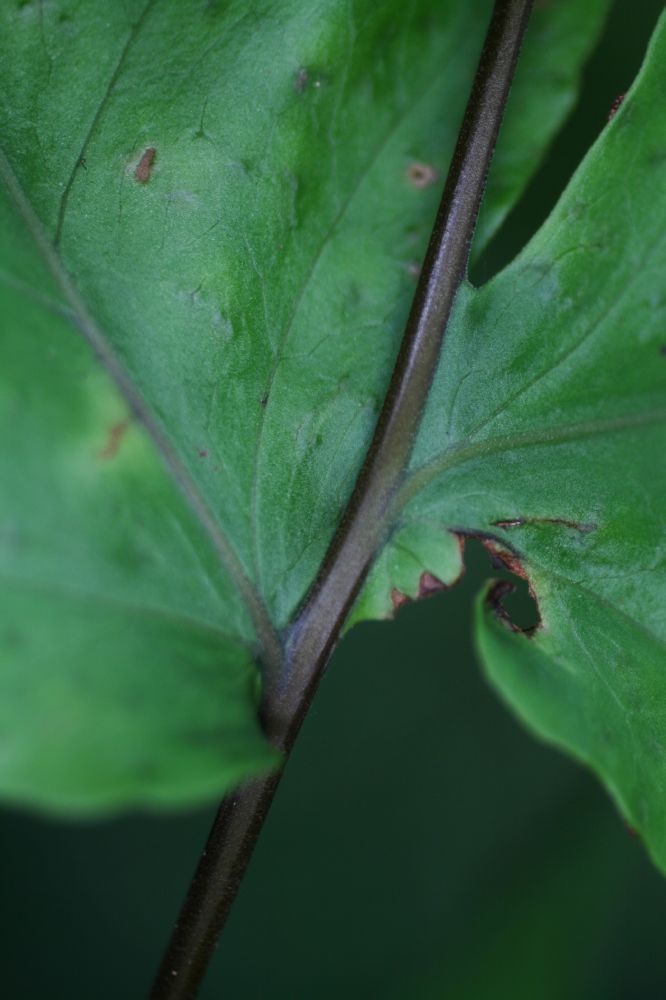 Tectariaceae Tectaria athyrioides