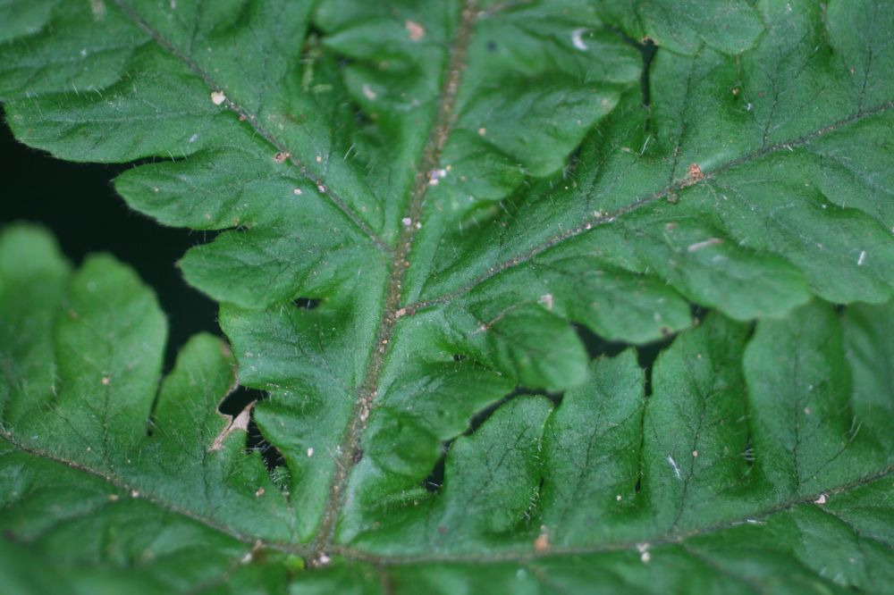 Tectariaceae Hypoderris brauniana