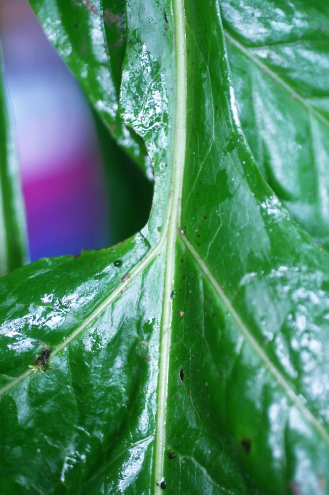Tectariaceae Draconopteris draconoptera