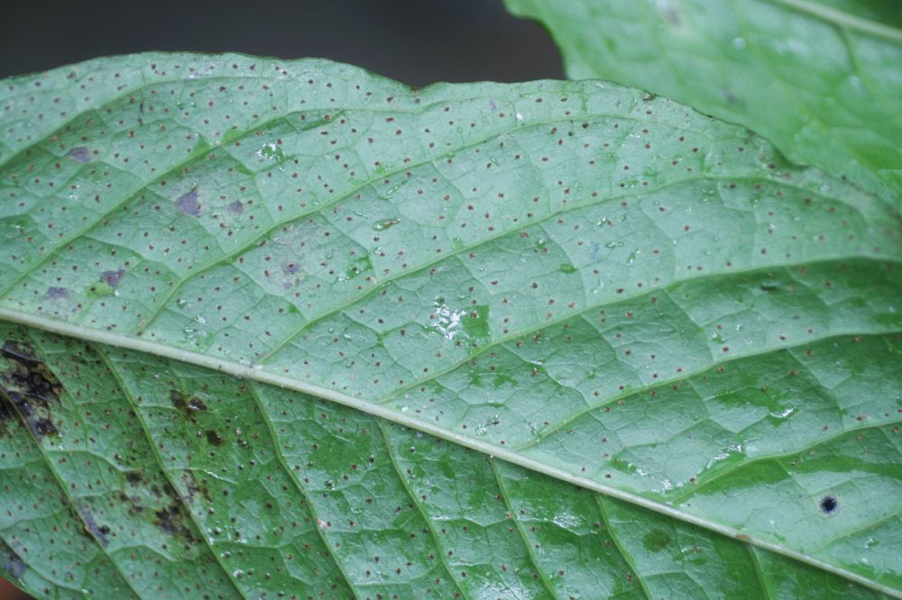 Tectariaceae Draconopteris draconoptera