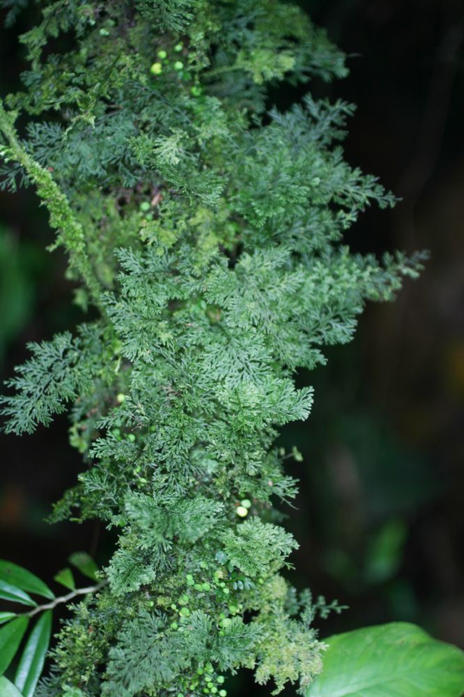 Hymenophyllaceae Polyphlebium diaphanum