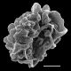 image of Deparia pycnosora