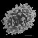 image of Deparia petersonii