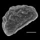 image of Diplazium sibericum