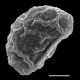 image of Diplazium sibericum