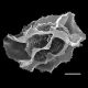 image of Diplazium wichurae