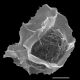 image of Diplazium wichurae