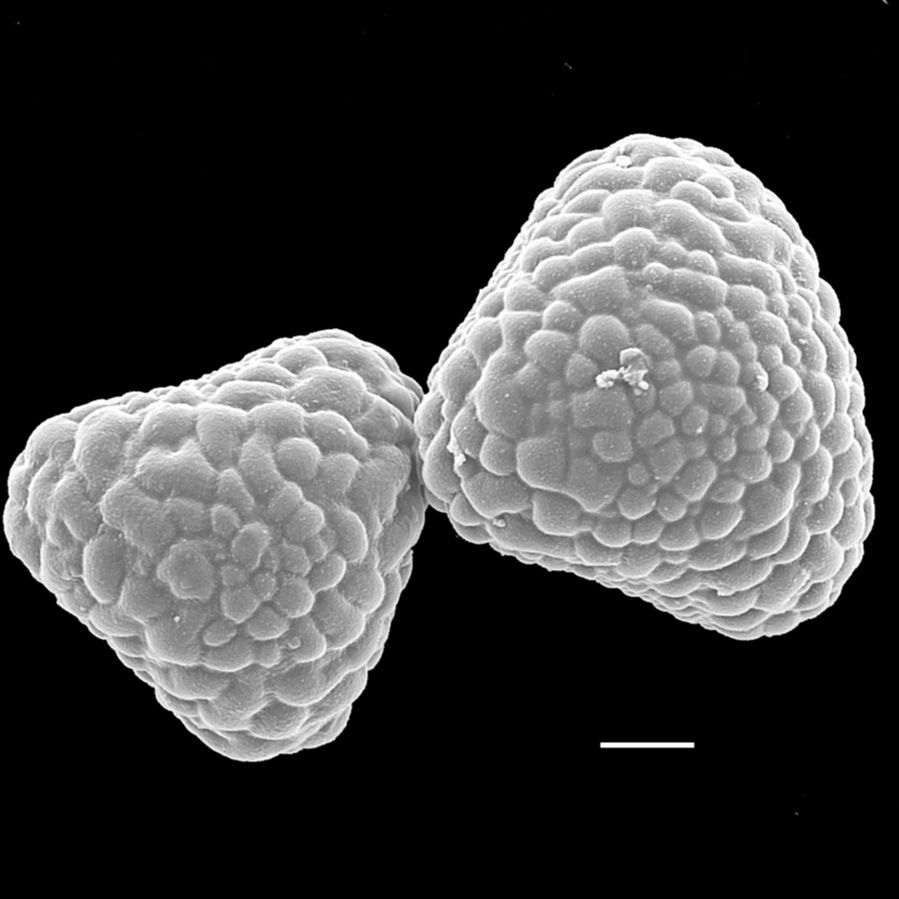 Pteridaceae Cryptogramma cascadensis