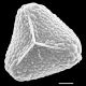 image of Cryptogramma cascadensis