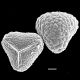 image of Cryptogramma cascadensis