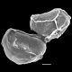 image of Diplazium obscurum