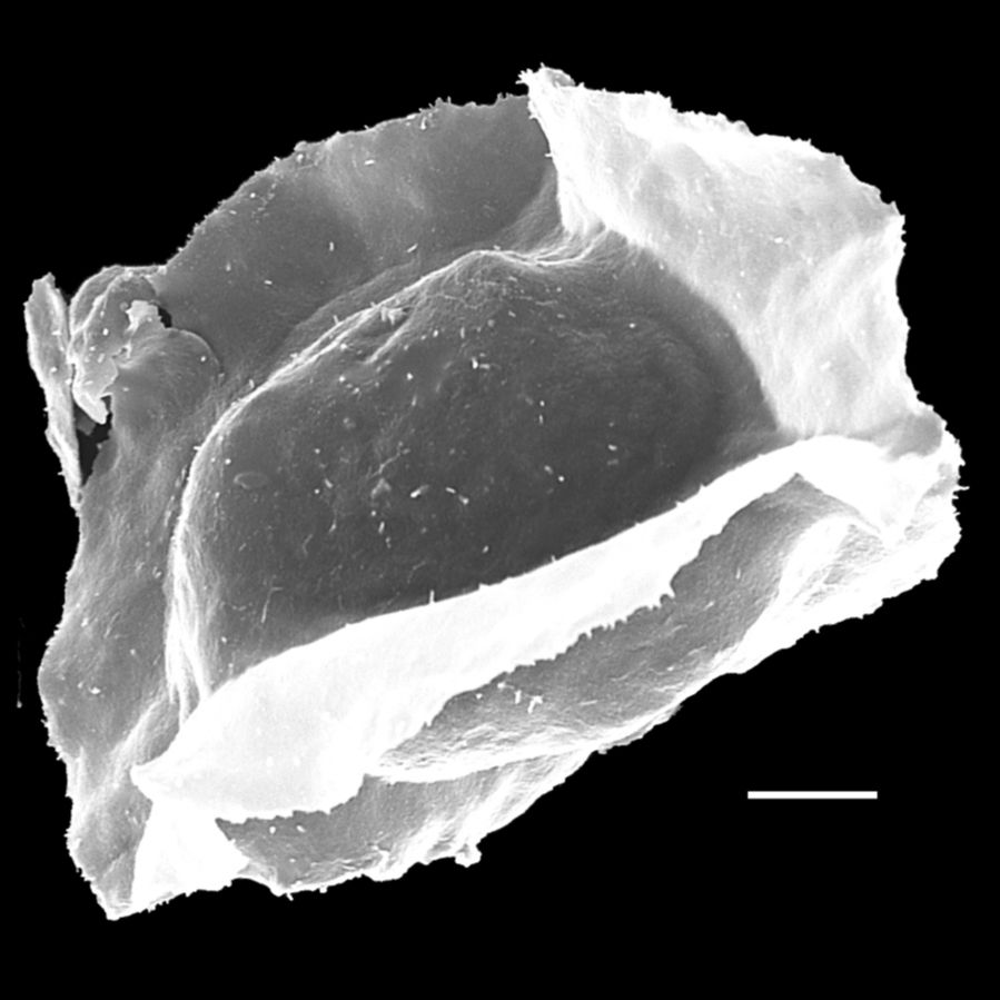 Athyriaceae Diplazium seemannii