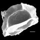image of Diplazium seemannii