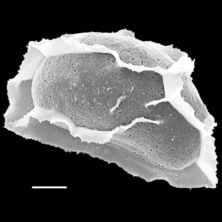 Athyriaceae Diplazium striatum