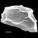 image of Diplazium striatum