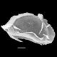 image of Diplazium urticifolium