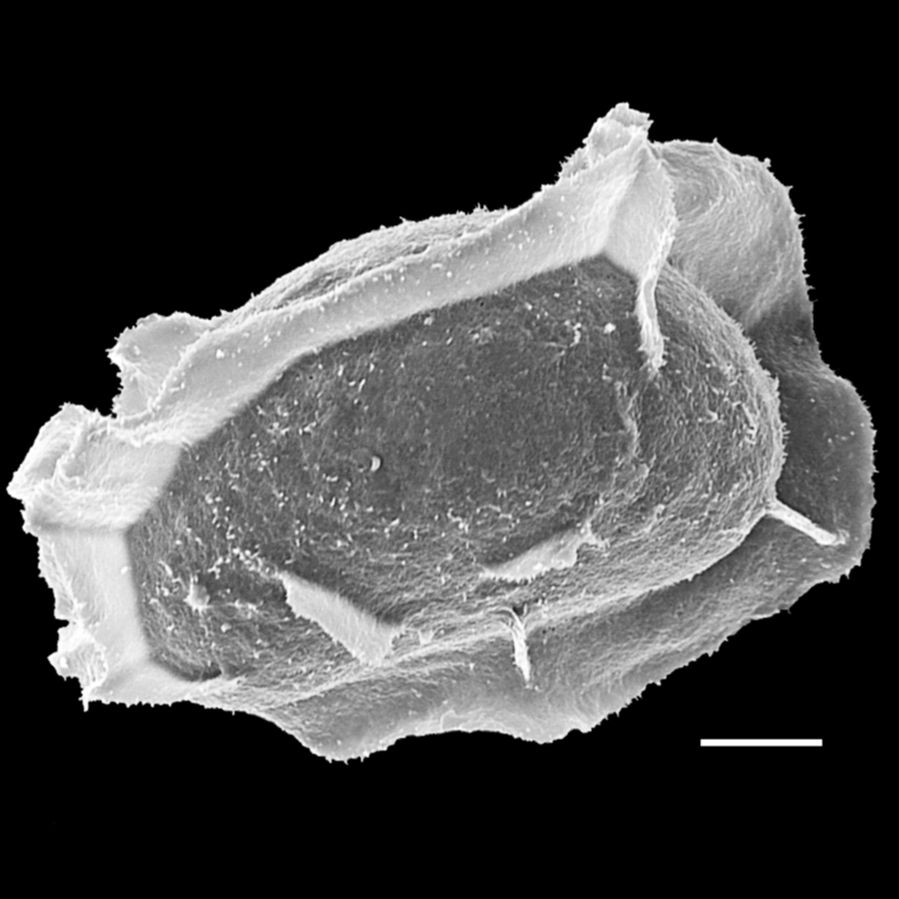 Athyriaceae Diplazium urticifolium