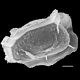image of Diplazium urticifolium