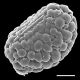 image of Pecluma curvans