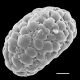 image of Pecluma curvans