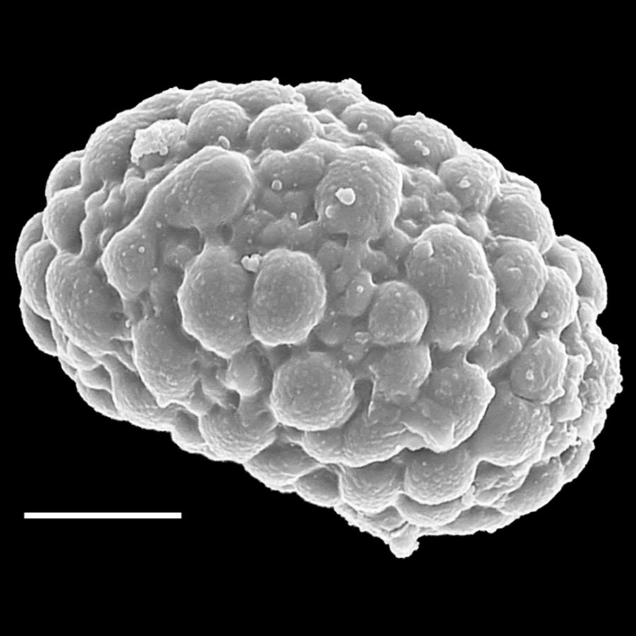 Polypodiaceae Pecluma curvans