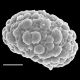 image of Pecluma curvans