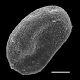image of Athyrium melanolepis