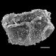 image of Athyrium nakanoi