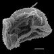 image of Athyrium nakanoi