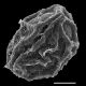 image of Pseudocystopteris atkinsonii