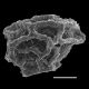 image of Pseudocystopteris atkinsonii