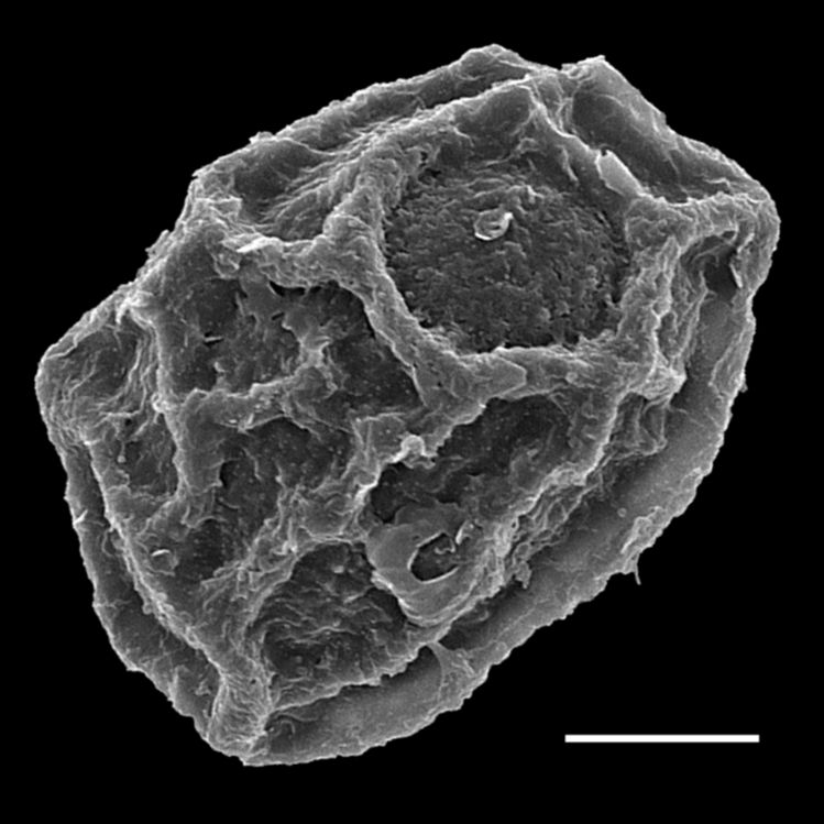 Athyriaceae Pseudocystopteris atkinsonii