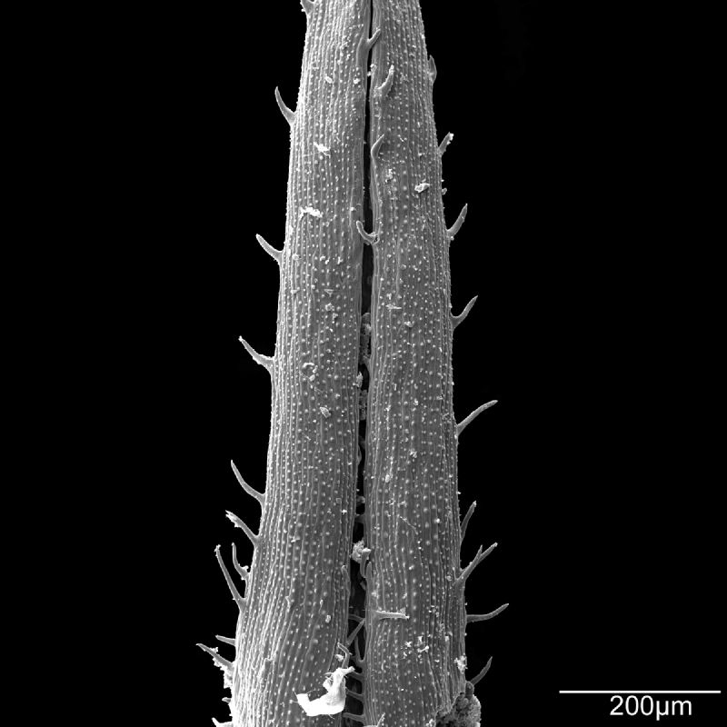 Selaginellaceae Selaginella floridana