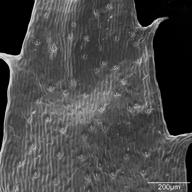 Selaginellaceae Selaginella selaginoides