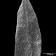 image of Selaginella uliginosa