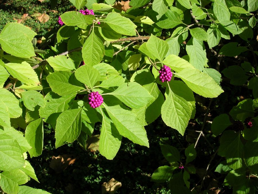 Lamiaceae Callicarpa americana