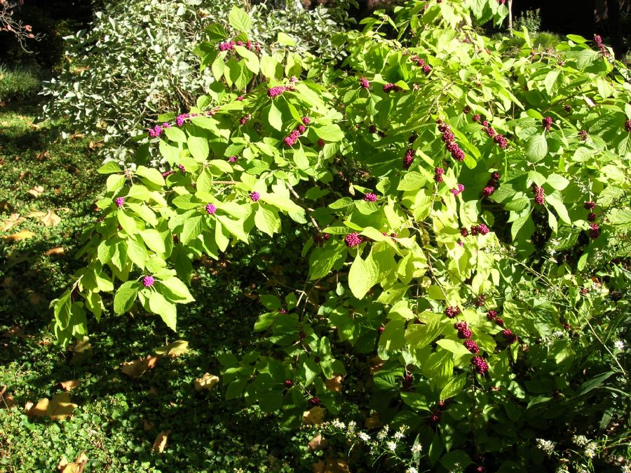 Lamiaceae Callicarpa americana