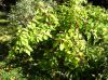 image of Callicarpa americana