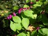 image of Callicarpa americana