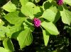 image of Callicarpa americana
