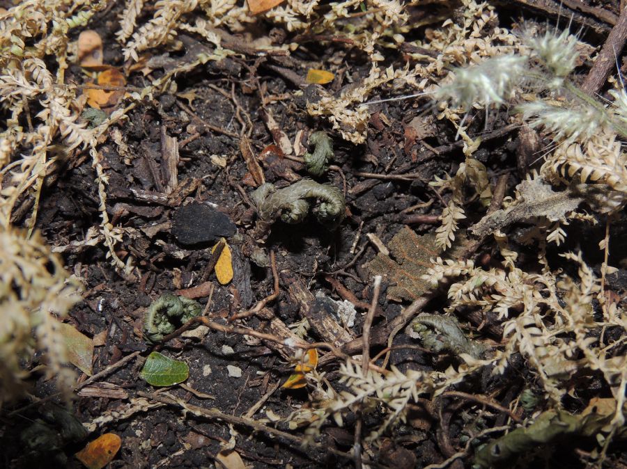 Selaginellaceae Selaginella eurynota