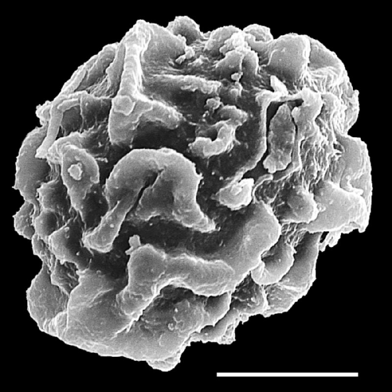 Dryopteridaceae Lastreopsis poecilophlebia